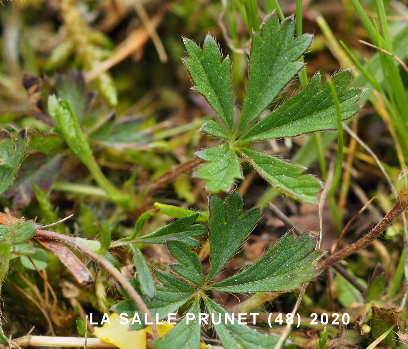 Cinquefoil, Spring leaf